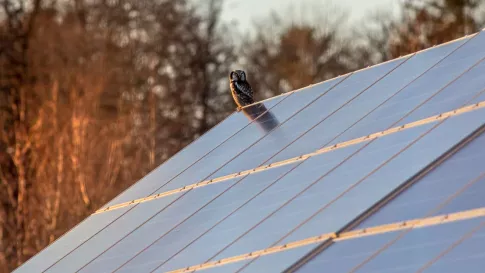 Owl perched on solar panels